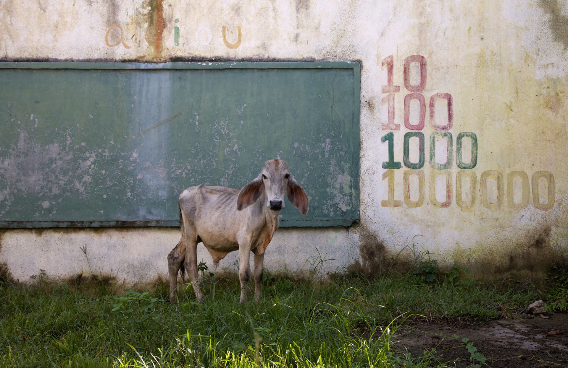 Calf Witness